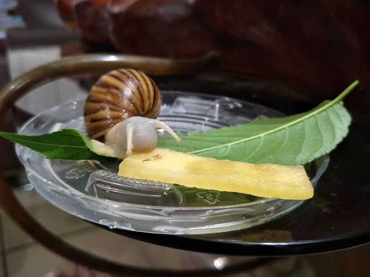  #齐名#它与鱼翅齐名，每亩利润高达万元，养殖的人却很少，农民