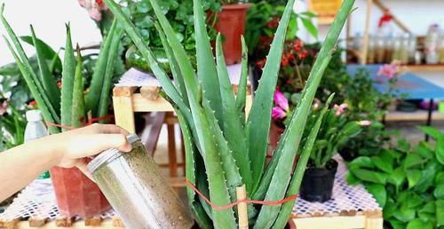 『摆在』没钱也得买3款植物，既能除尘又能抑菌，摆在家中亲人少生病