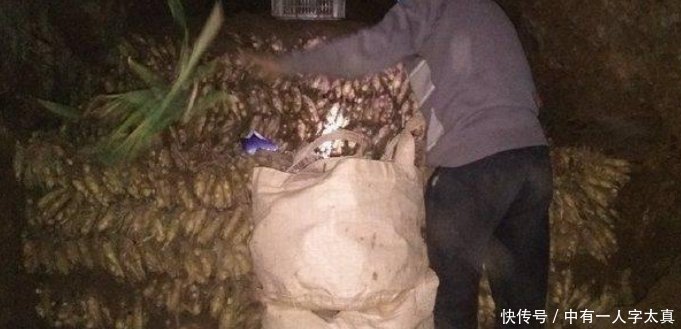 农村一种农作物每亩达3000公斤，收入可以达到20000元！