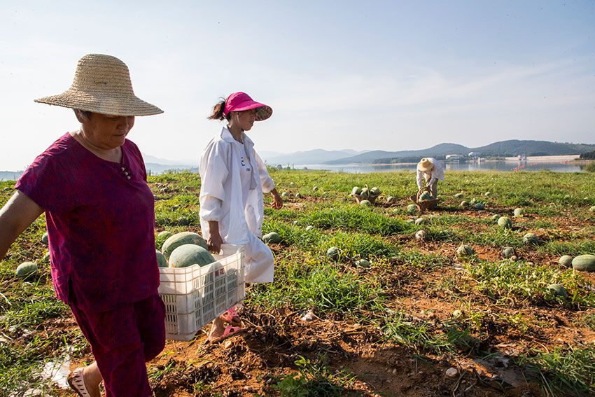 实拍七旬老汉湖边种西瓜，天天吃住瓜庵中，炎热中收获，苦中有乐