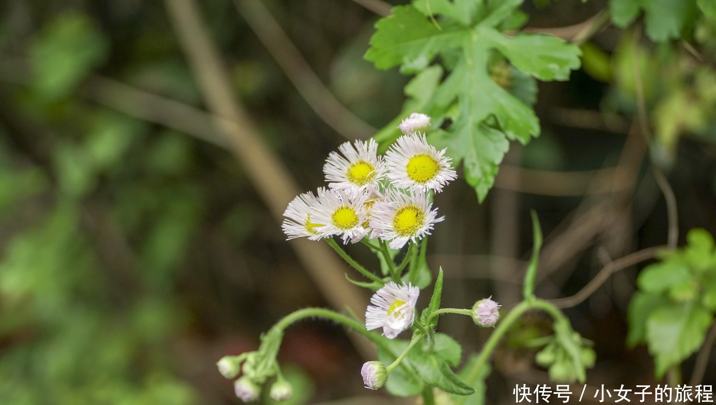  『公英的种子』庭院植物之蒲公英，我童年记忆里的小玩具