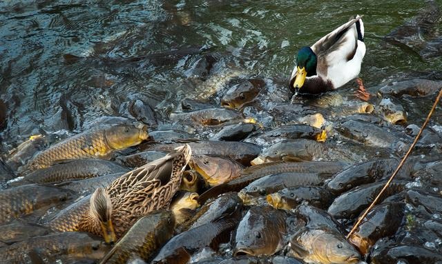  【生态】林鸡鸭猪鱼五位一体立体生态高效养殖（实用）