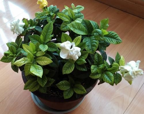  『栀子花』栀子花叶片发黄，做好这几点，让叶片更加肥厚有光泽！