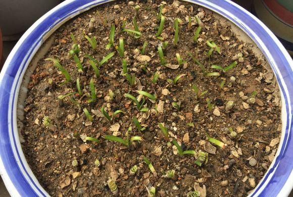  [花友]风雨兰开花少？丢在外面“多淋雨”，花箭窜满天，1球开出6朵花