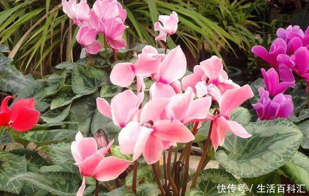 『仙客来』这“3种花”,叶片可不能沾水,很多人还不信,结果1盆都没养活!