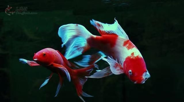 关系■鱼缸水质浑浊与硝化菌的关系