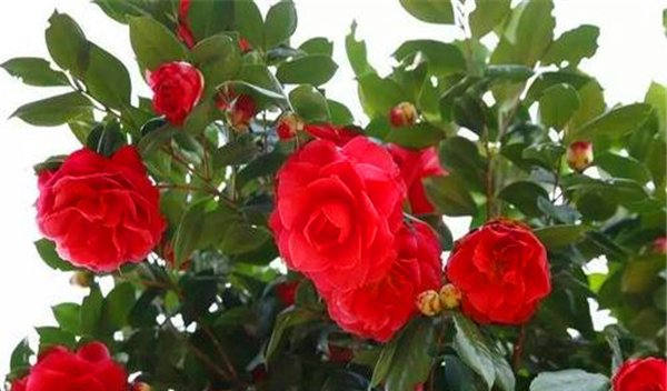 玫瑰■喜欢菊花,不如养盆“高档玫瑰”伊芙蓝宝石,高贵冷艳,飘香四溢