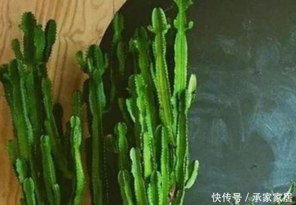 #室内#4种花是“细菌”的克星,室内养一盆,招财进宝,增添生机活力