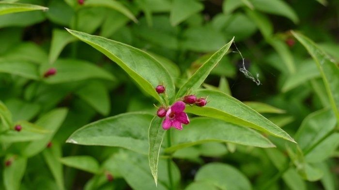 「湿润」此花,喜温暖无风环境,要求排水良好、湿润肥沃的土壤。