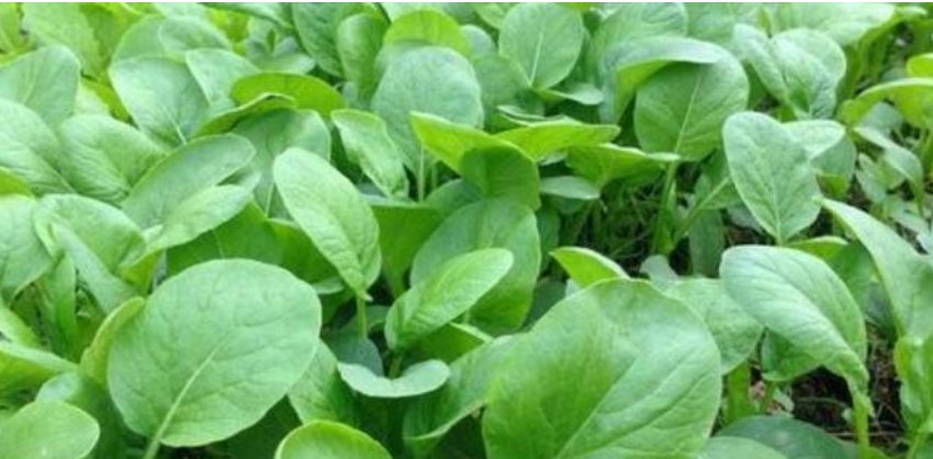  西葫芦：阳台盆栽“4种菜”,漂亮又好养,吃完一茬又一茬,不用出门买!