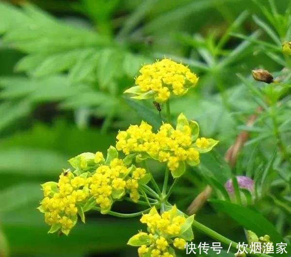 #种野生植物#野外这杂草,因外貌平平被忽视,却不知是极品中药,珍贵的很!