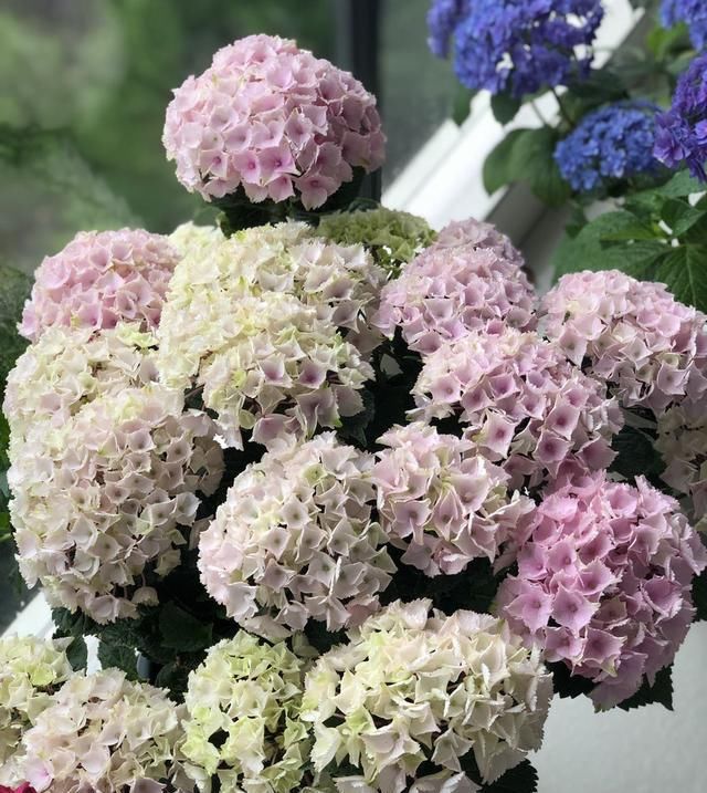  #花木#忘了绿萝吊兰吧，这种盆栽花木，花期长，好看又好养，更值得拥有