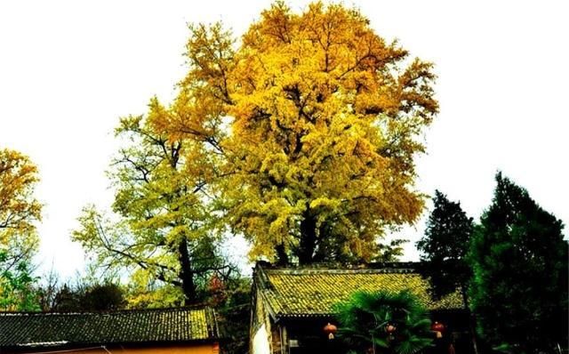  【银杏】南方阿婆养银杏盆景，2年才翻一次盆，10年结果数百枚，养功了得