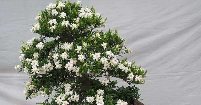  『栀子花』在家养盆景，用“3种植物”最好，3年就能养成，比一般盆景更美