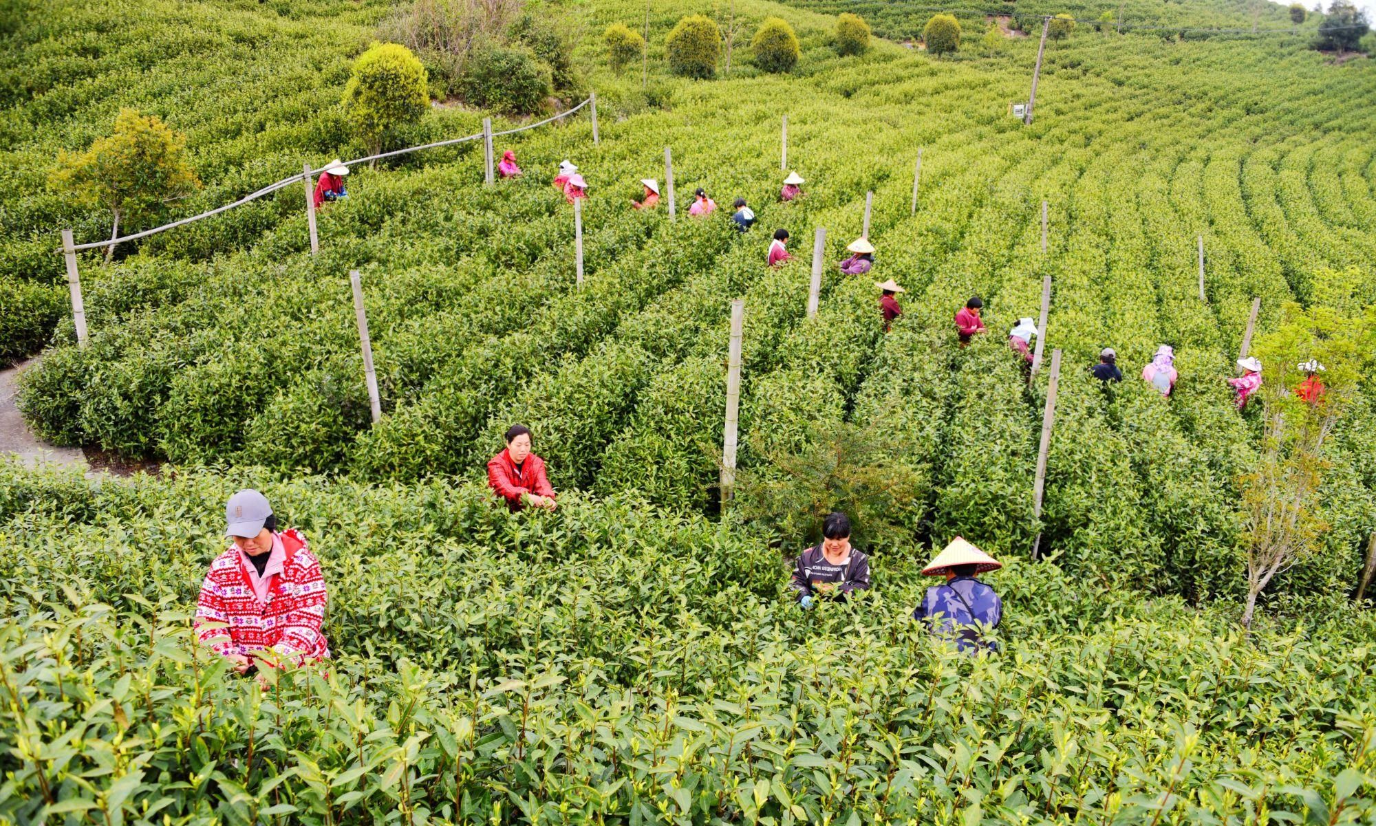  #丰收#浙江仙居：春茶采摘忙 茶农喜丰收