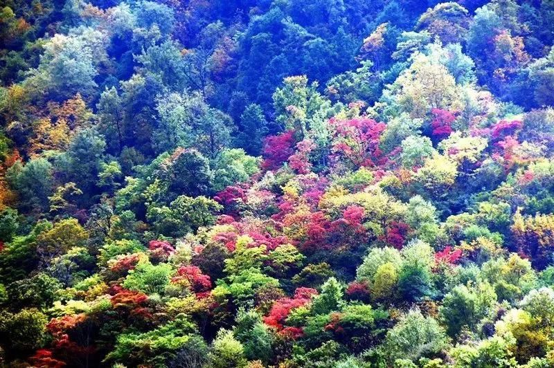 彩林之秋毕棚沟 | 赏秋要趁早!9月份就可以来这里赏红叶彩林了