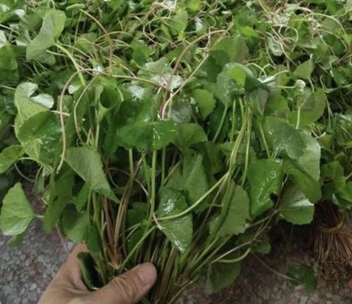  『值钱』潮湿的田野里，遇到1种“积雪草”请爱惜，比垂盆草珍贵，值钱！