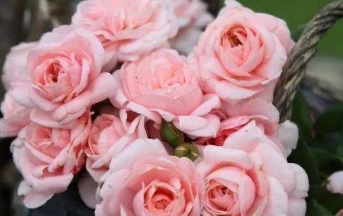  #圆滚#院子种上四款花，满墙开花，花型圆滚奇特，满院都是花海
