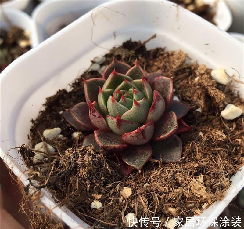  「适合」花卉种植技术：多肉猫眼石怎么养，适合新人养的多肉便宜好养活！