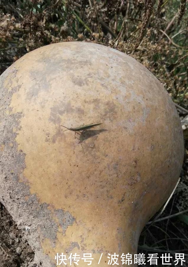  [葫芦]农村田野里，那些被遗弃的冬瓜们