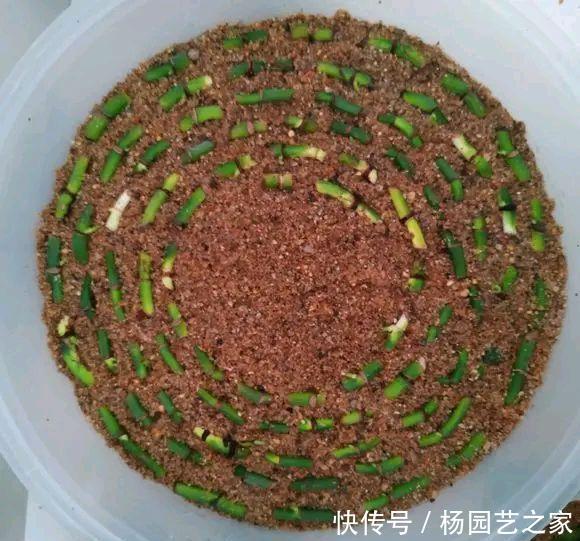 「绿萝」绿萝不用花钱去买,摘根枝条,注意扦插3要点,一根扦插几十盆