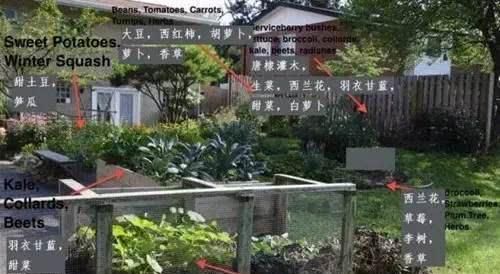  『蔬菜种植』养花种树，也栽菜！