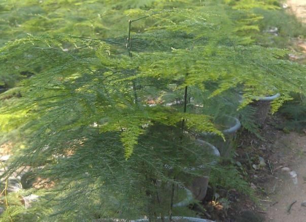  「翠亮」文竹“又黄又蔫”？一个小窍门，枝条壮、叶片肥，翠亮一整年