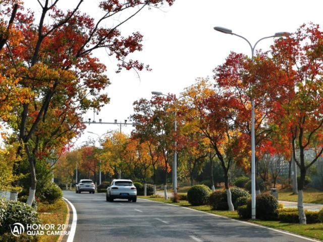 武汉红叶秋景点推介-花山春和路