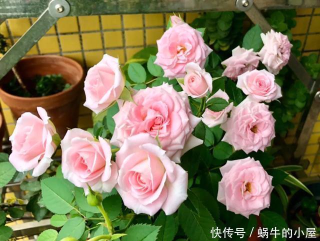  到防盗@这4种花种在墙根，爬成防盗墙，花美刺多保安全