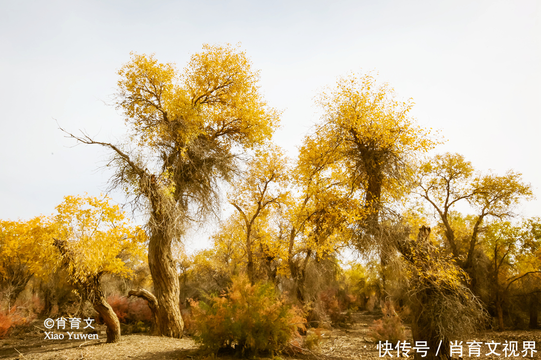 新疆胡杨最美的季节即将到来，坐上景区的小火车，仿佛穿越了时空