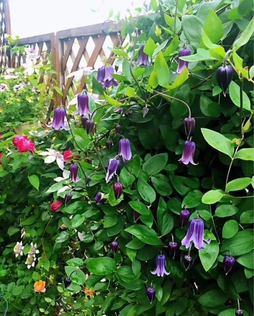  『三角梅』有院子的话，一定养这花，开花大又香！