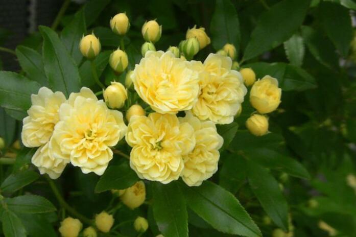  『爬墙』“4种爬墙花”，花开太漂亮，每一种都是养护必选！