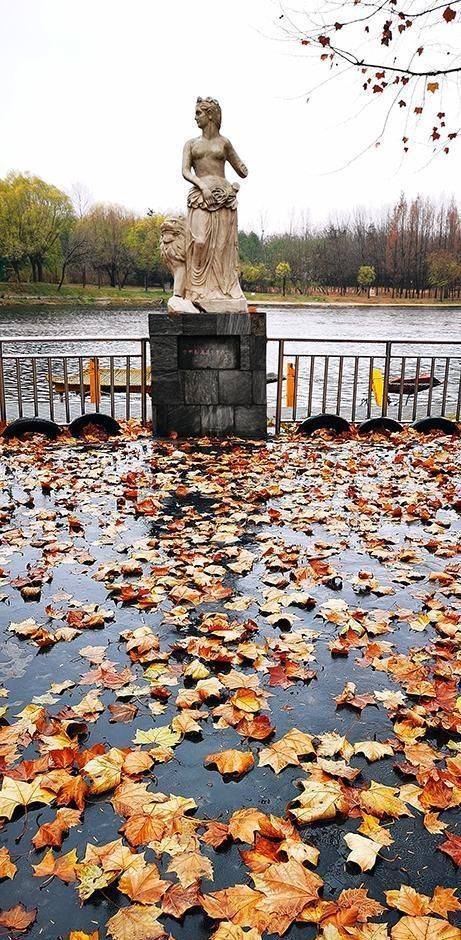 雨中，落叶，一片金黄