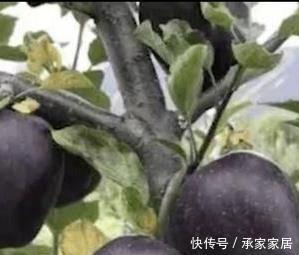  『养上』家有庭院、阳台，不妨养上这2种果树，好养易活，新手也能养好