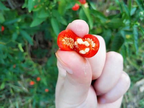  #见到#农村田边一种“樱桃”，过去农民见到就砍，如今成稀罕货2