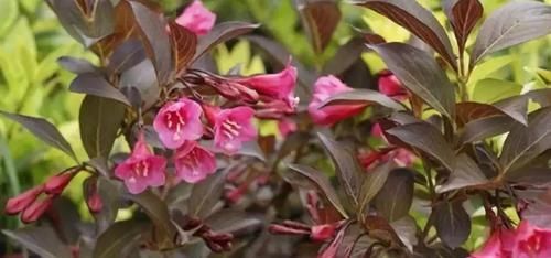  生长：花朵像仙女织出的锦带一样—“万钉簇锦若垂绅，围住东风稳称身”