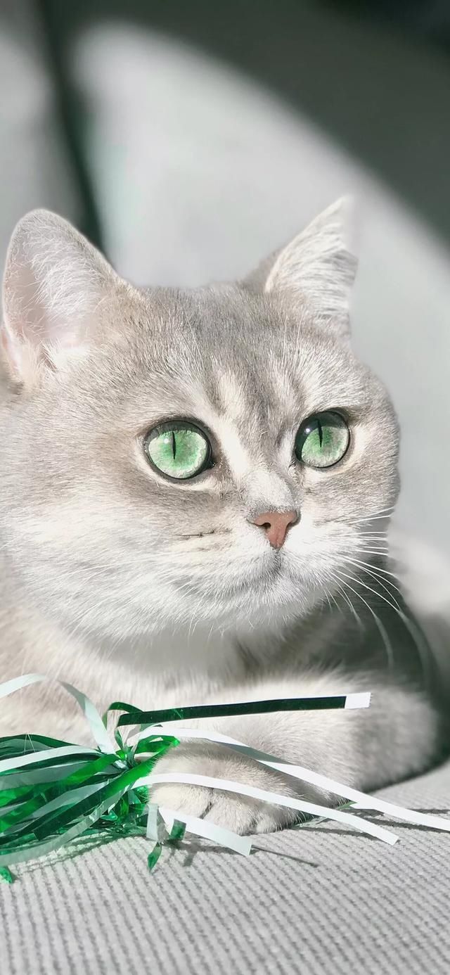  『星球』80张超可爱的猫咪壁纸丨我来自喵星球，来地球只是为了遇见你