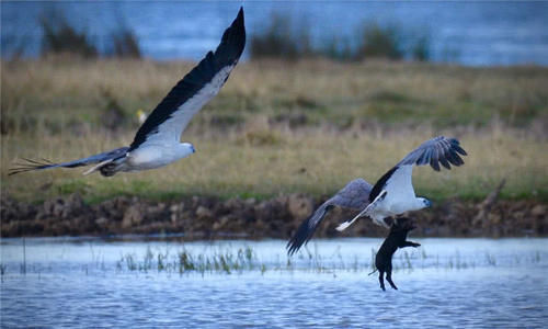 『摄影师』野生动物摄影师捕捉到,一头野猪被一只巨大鹰爪带走的瞬间