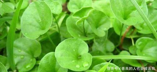 种植它十亩地，一年就能赚15万元，农民能信这样的种植项目吗