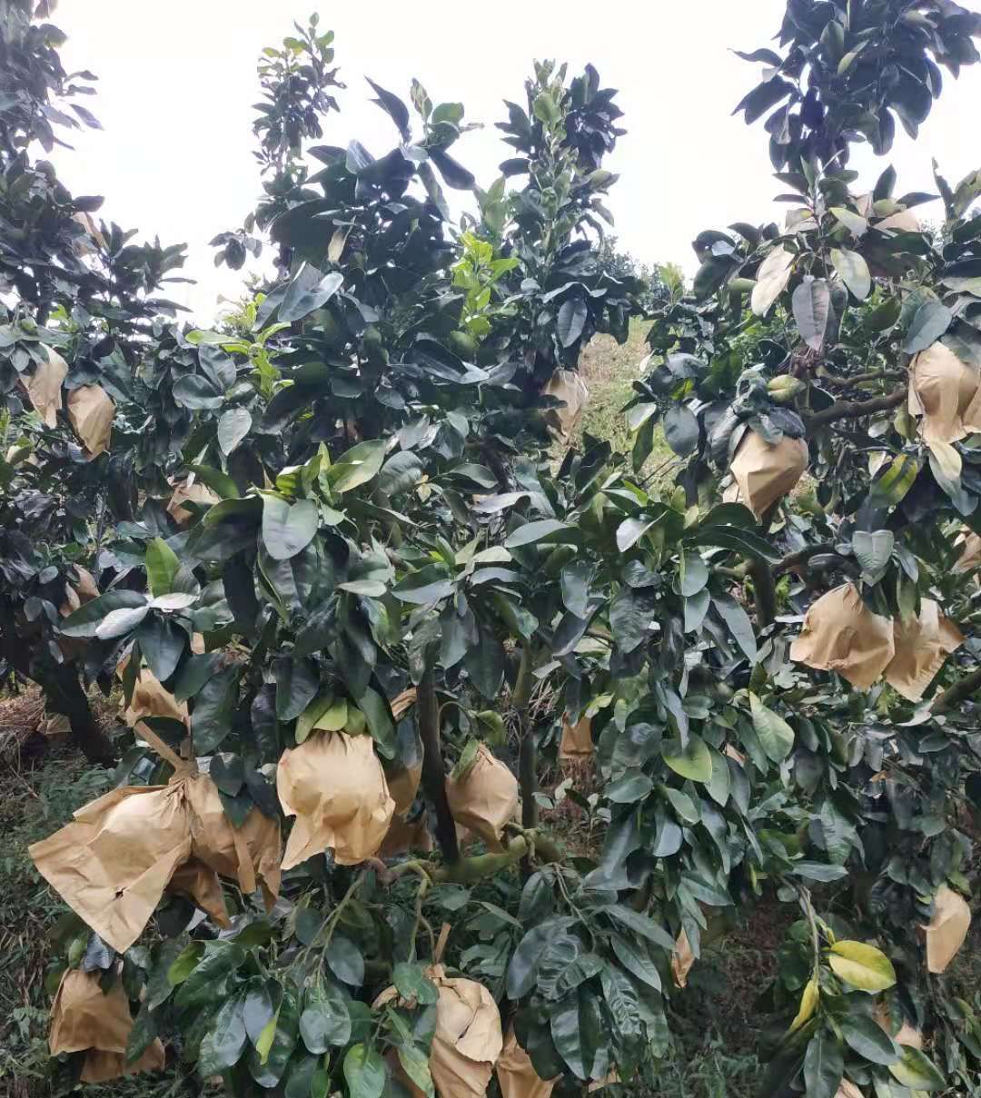  「地上」一块钱一斤果农懒得收，掉在地上全部开裂，当地人说谁