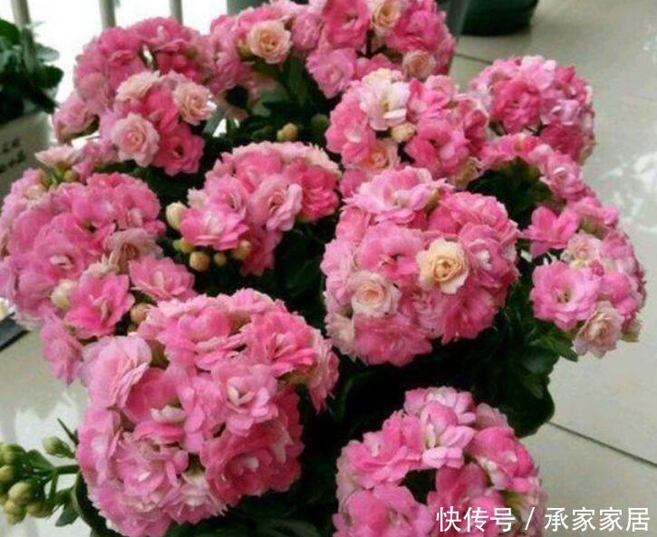 家里|家里阳台养花,首选几种花,花开美很大气,花色艳丽娇艳无双