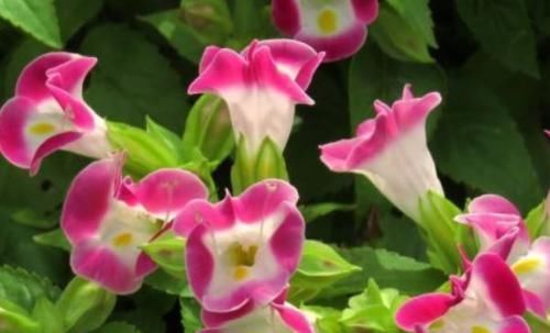  『种植』5种花适合养阳台，花开绚丽夺目，一年四季都盛开，繁盛惹人爱