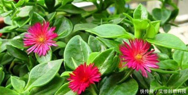  「种花」“5种花”一养就爆盆，沾土就活，浇水就疯长，人见人爱！