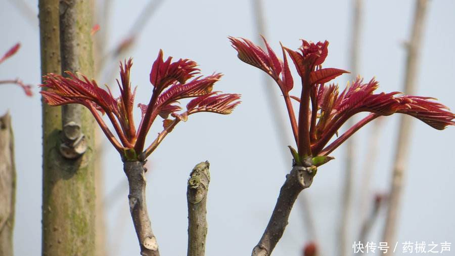 你信了几个？2018年上半年「十大热度最高」的食品谣言