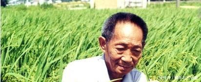 我国22米高的水稻试种成功袁隆平表示禾下乘凉已不是梦
