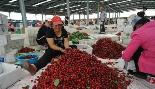  「利润」樱桃新鲜上市，农民“赔本”卖，城市人“咬牙”买，利