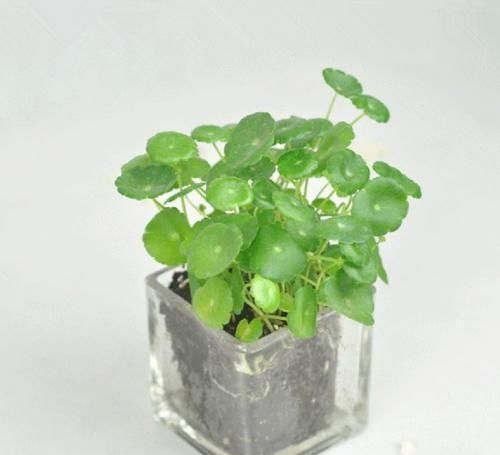  [养花]春天养花就养“它”，什么环境都疯长，叶片圆又大，养的多还旺财