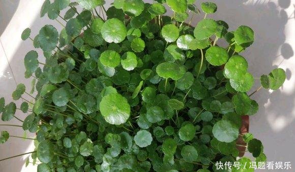  [花盆]河边捞点铜钱草，“半水半土”养，30天迅速长满花盆，贼好养