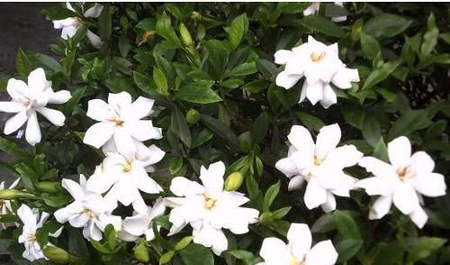  栀子花■栀子花马上要死翘翘了？给它来点“小东西”，起死回生，蹭蹭长