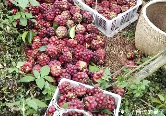 农民种植“万丈红”亩产三千斤，每斤20元，年入几十万！